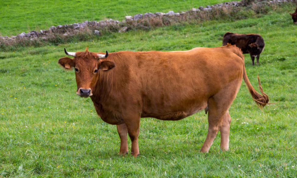 Jangan Salah Pilih! Ini Ciri Hewan Kurban Sehat dan Layak Disembelih